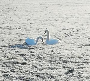 Pat 02 - Koud in de polder